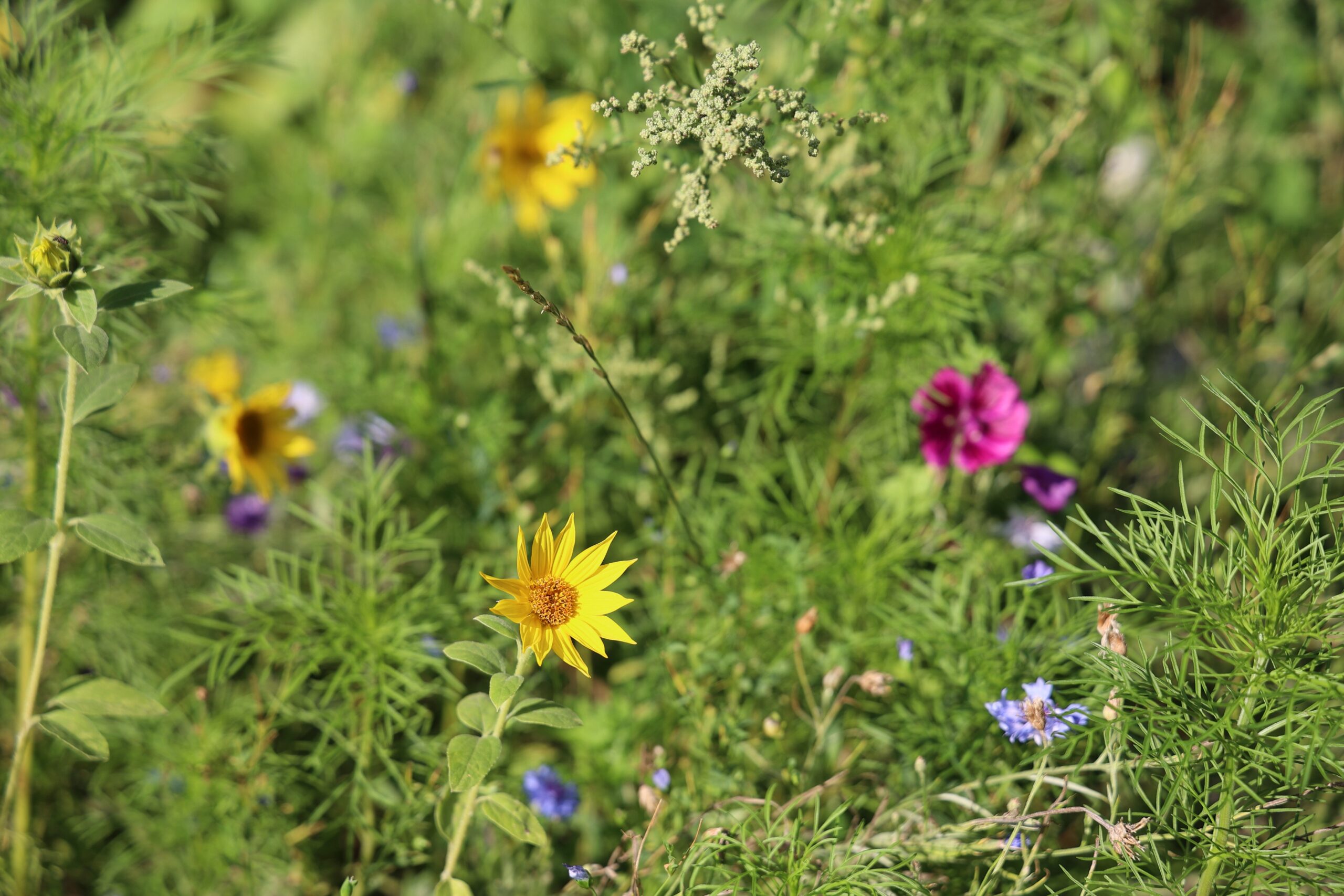 wildblumenwiese